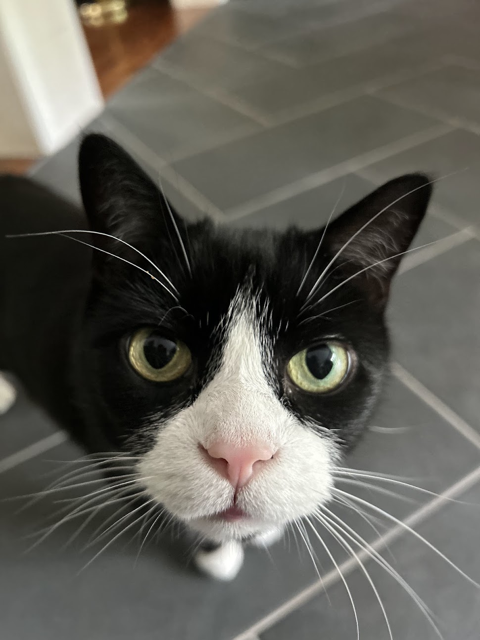 A black-and-white cat looking at the camera